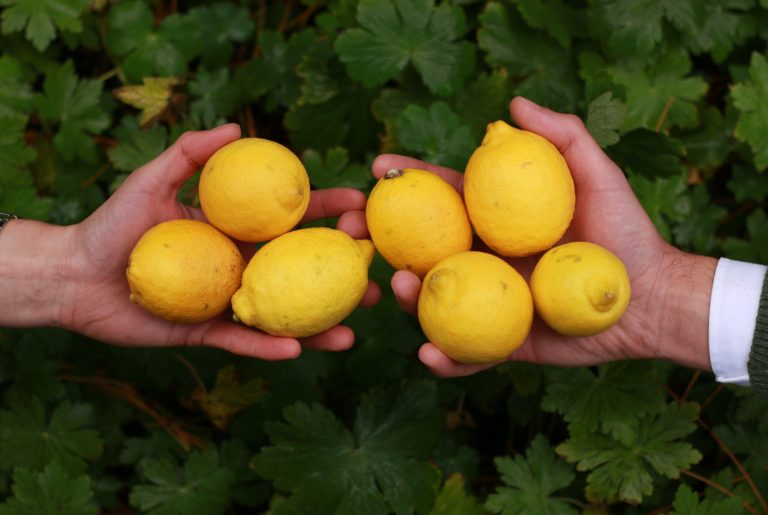 Citroenen op groene achtergrond Twee handen houden citroenen vast, omringd door groene bladeren.